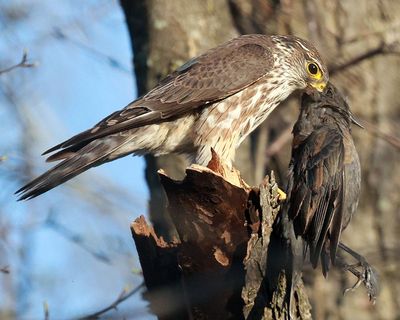 Merlin with Starling