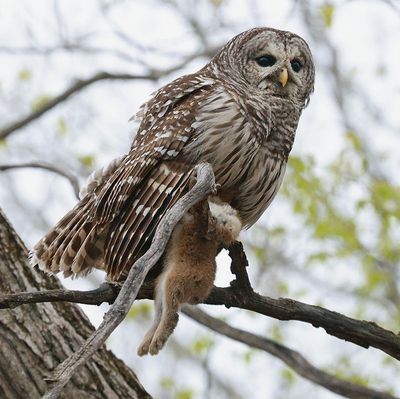 Barred Owl with dinner