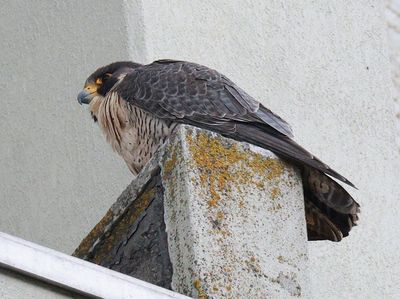 Peregrine Falcon (female)