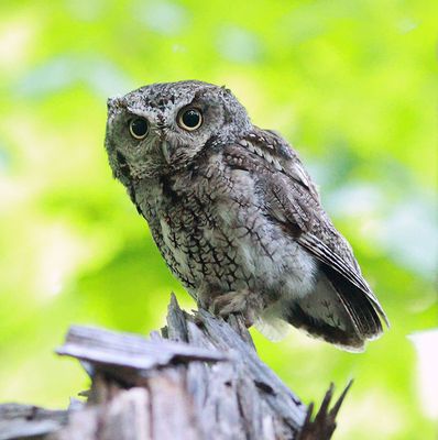 Eastern Screech Owl (gray morph)