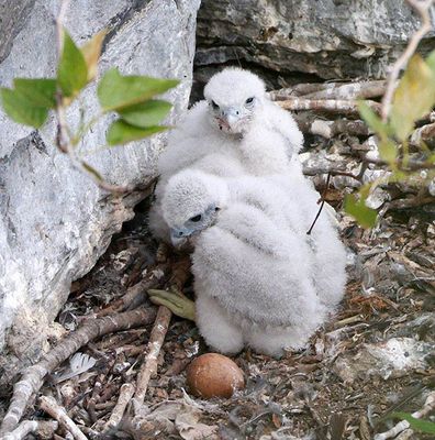 Peregrine falcon chicks