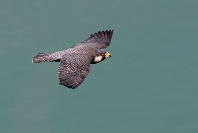 Peregrine Falcon in flight