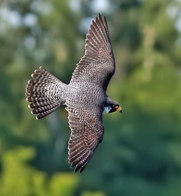 Peregrine falcon