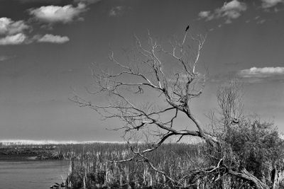 138A4238 bw.jpg