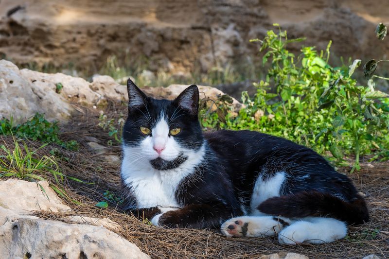 Paphos Catacombs cat.
