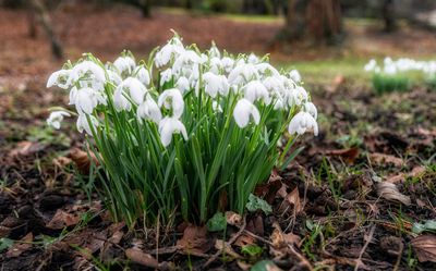 Snowdrops.