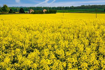 Rape Seed  flowers