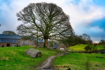 Staveley tree.