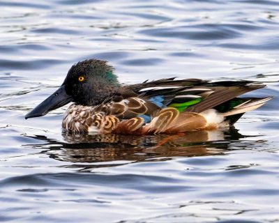 Leighton Moss Shoveler Duck.