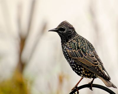 Starling