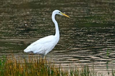 Great White Egret