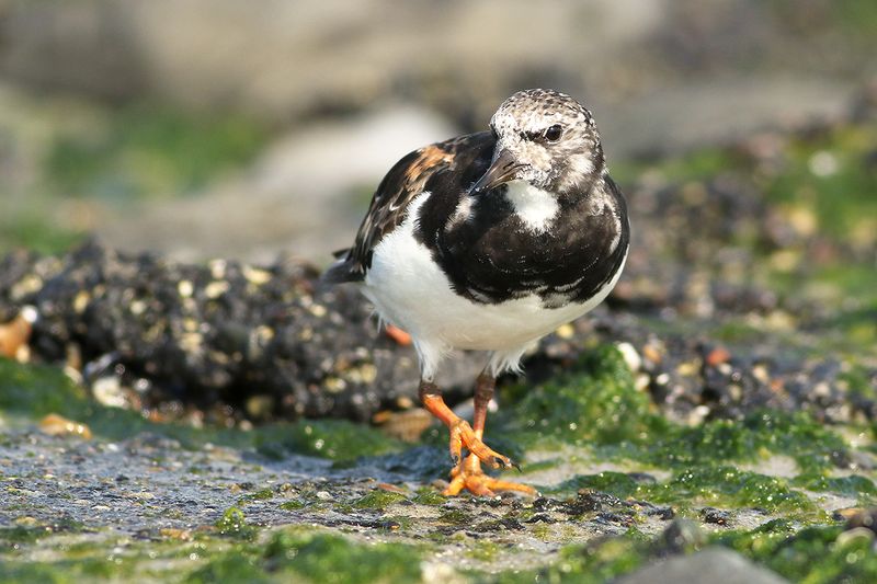 Ruddy Turnstone