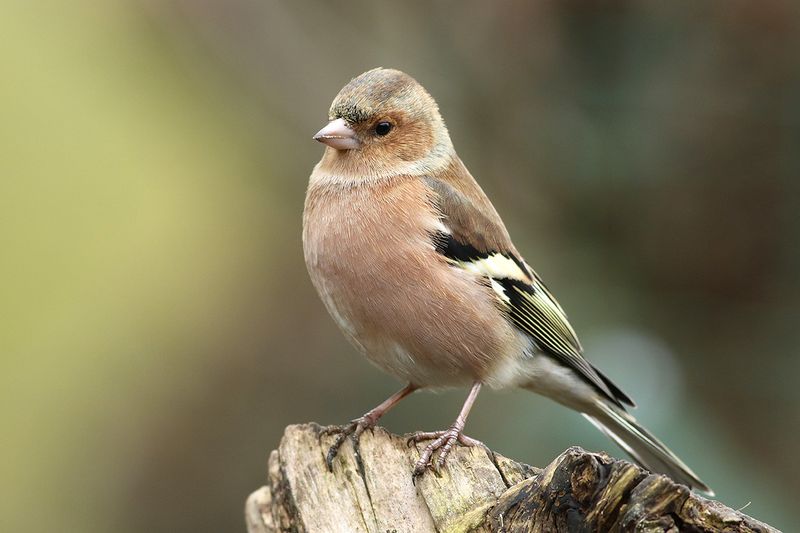 Chaffinch