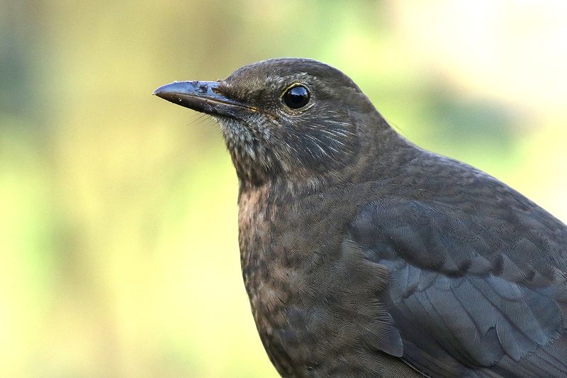 Common Blackbird