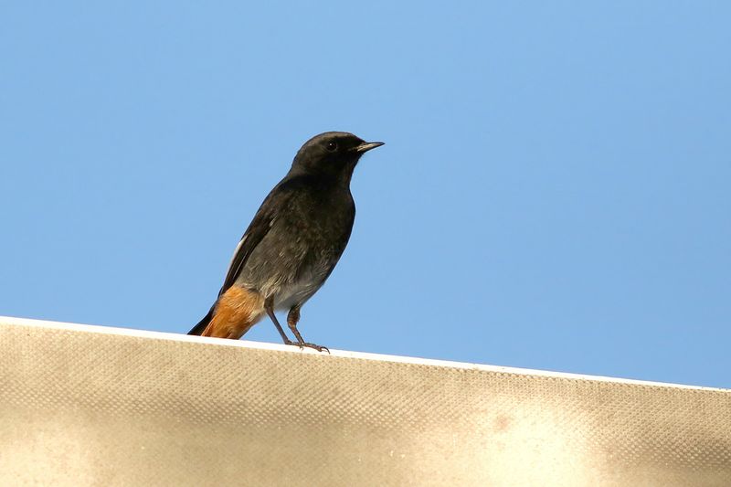 Black Redstart