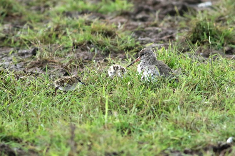 Common Redshank
