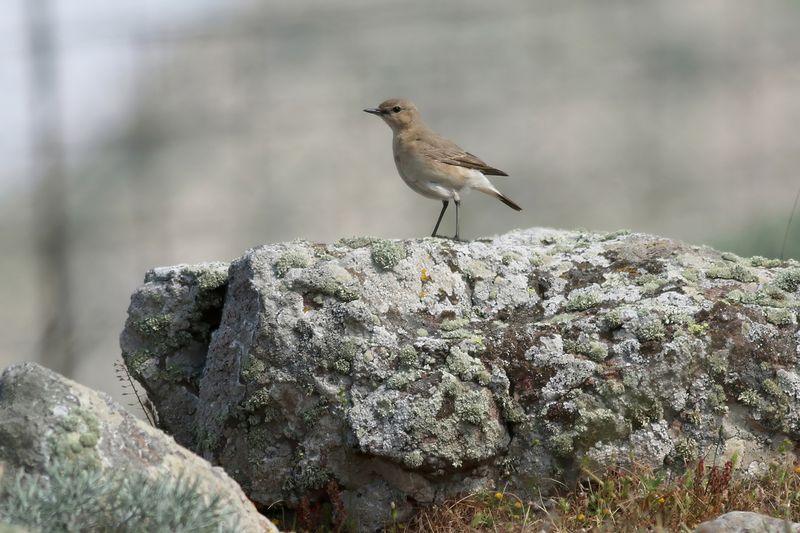 Isabelline Wheatear