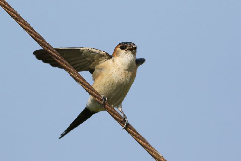 Red-rumped Swallow