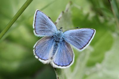 Alpine Argus
