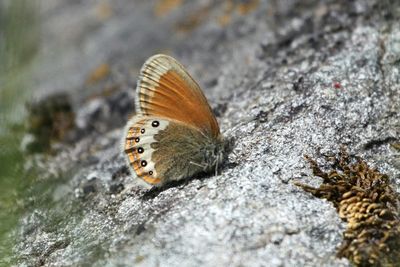 Alpine Heath