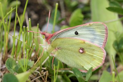 Mountain Clouded Yellow