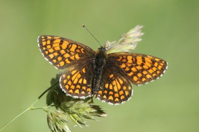 Heath Fritillary