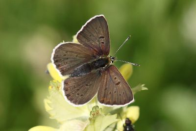 Sooty Copper