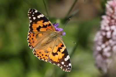 Painted Lady