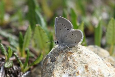 Small Blue