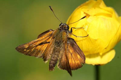 Large Skipper