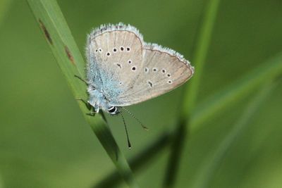 Mazarine Blue