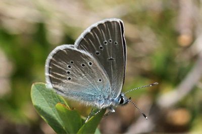 Mazarine Blue