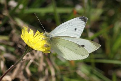 Cabbage White