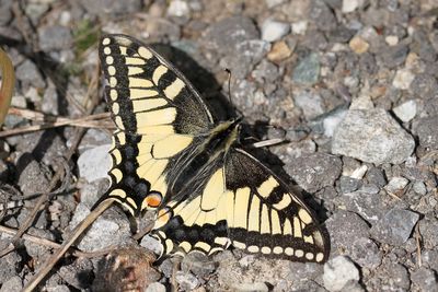 Old World Swallowtail