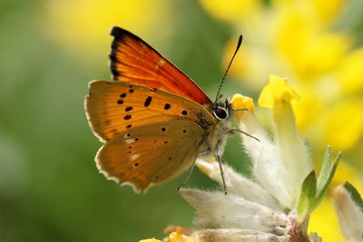 Scarce Copper