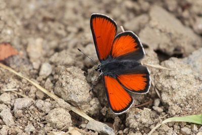 Purple-edged Copper