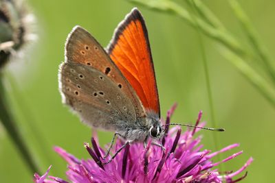 Purple-edged Copper