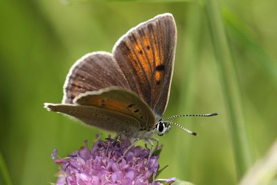 Purple-edged Copper