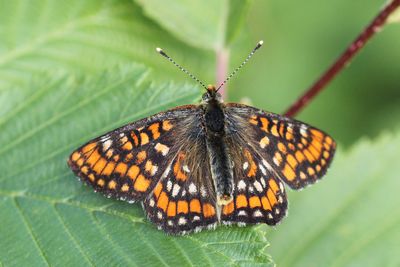 Scarce Fritillary