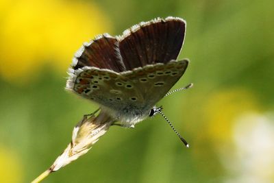 Northern Brown Argus