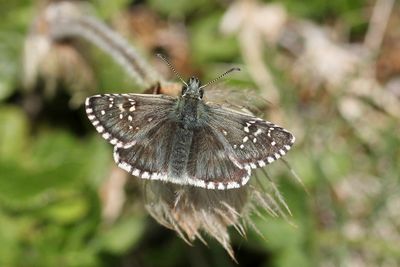 Olive Skipper