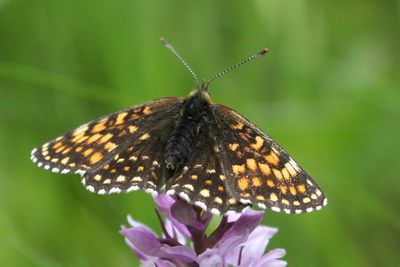False Heath Fritillary
