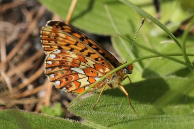 Pearl-bordered Fritillary