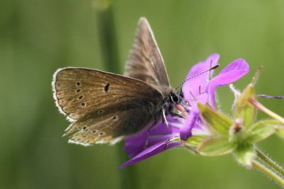 Geranium Argus