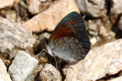 Swiss Brassy Ringlet