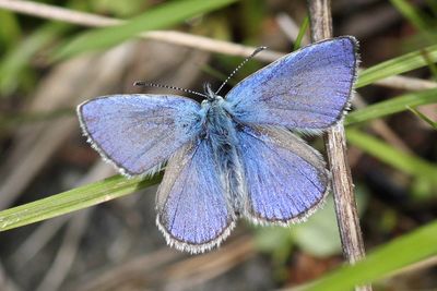 Green-underside Blue