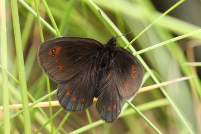 Water Ringlet