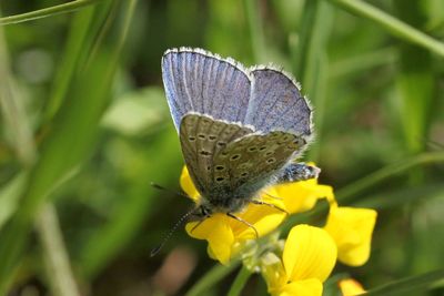Common Blue