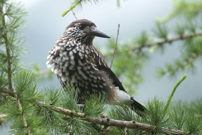 Spotted Nutcracker