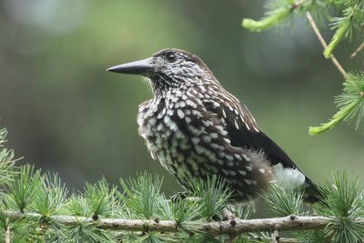 Spotted Nutcracker